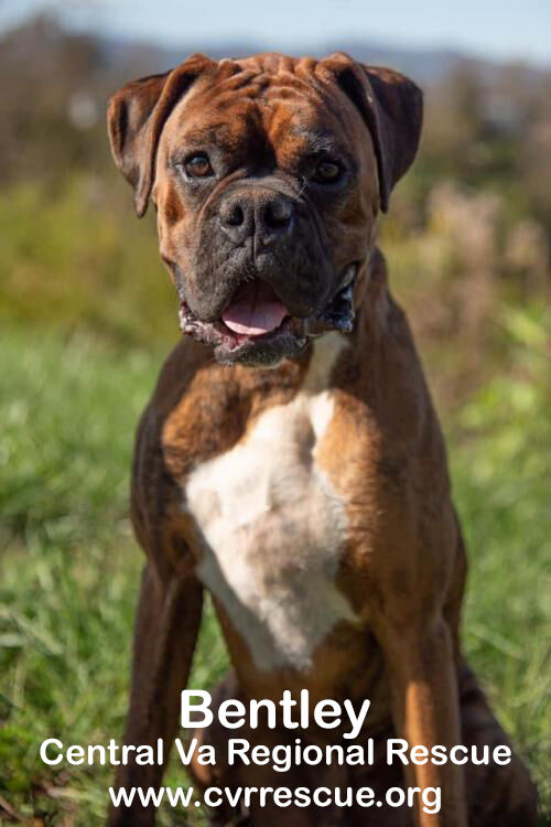 Bentley